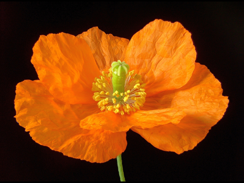 Scheinmohn